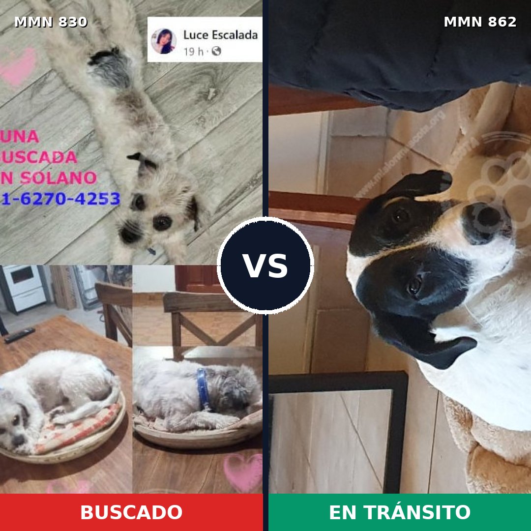 Comparativa MMS 13763: mascota perdida y mascota encontrada, 40% de similitud