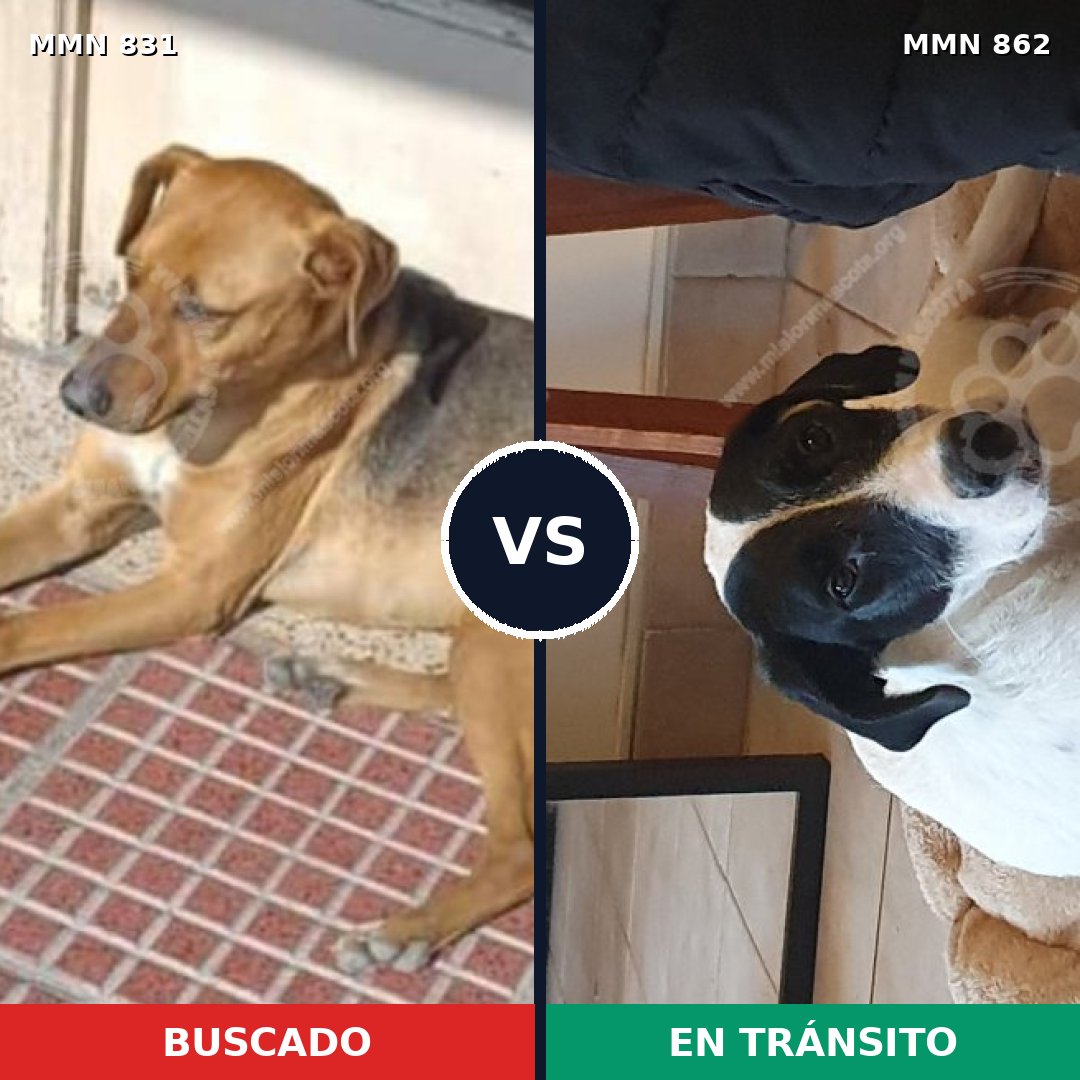Comparativa MMS 13764: mascota perdida y mascota encontrada, 49% de similitud