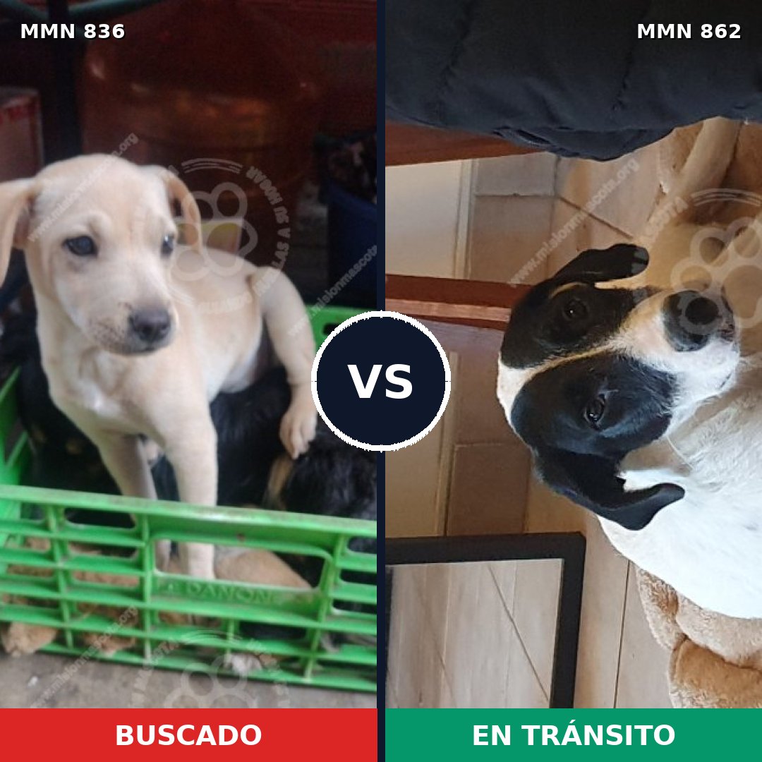 Comparativa MMS 13766: mascota perdida y mascota encontrada, 56% de similitud
