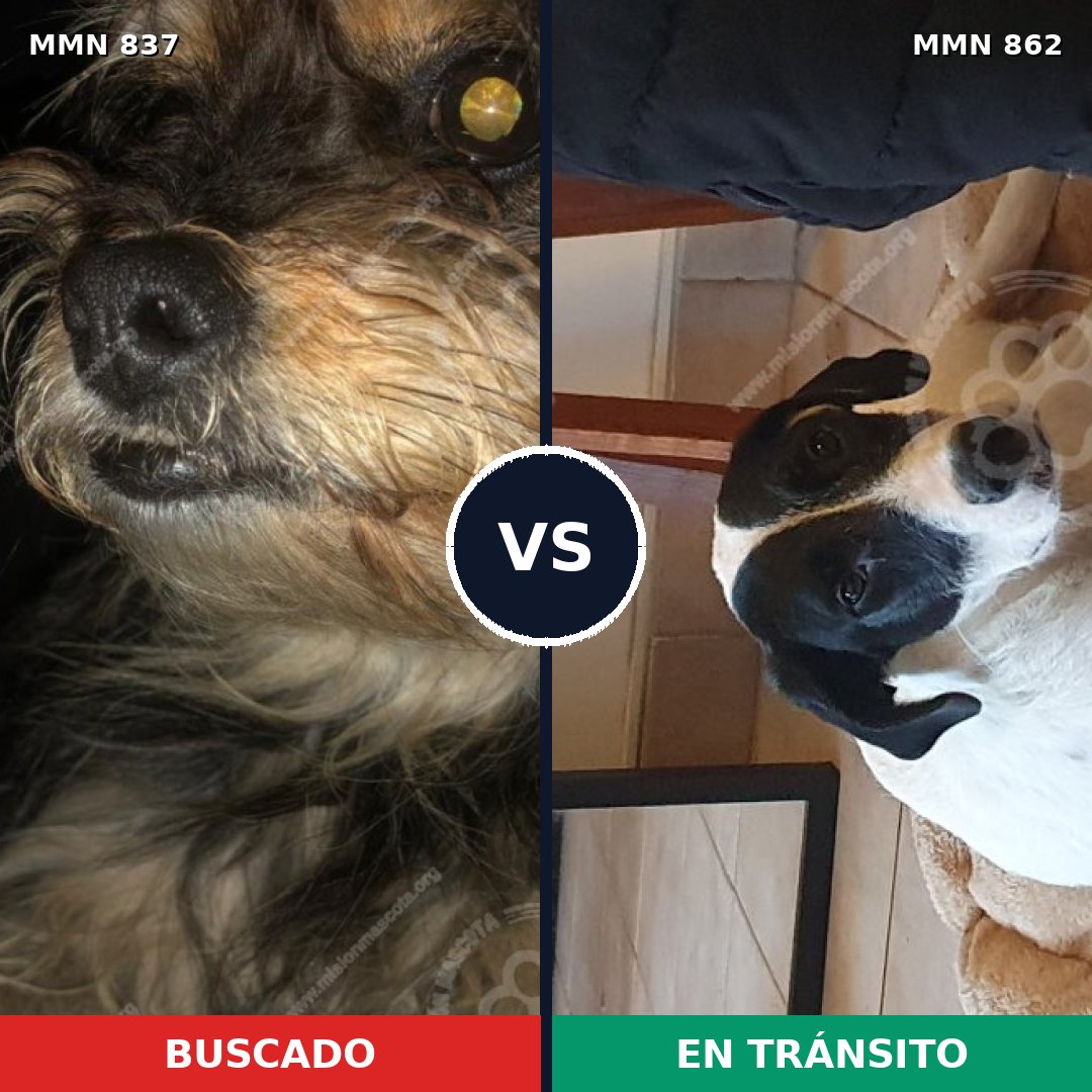 Comparativa MMS 13767: mascota perdida y mascota encontrada, 43% de similitud