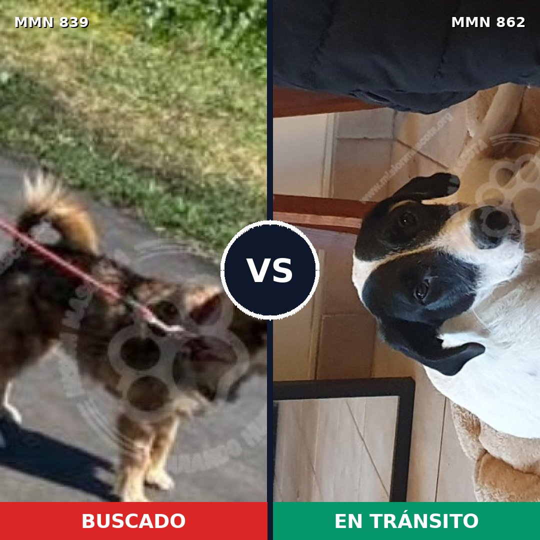 Comparativa MMS 13768: mascota perdida y mascota encontrada, 30% de similitud