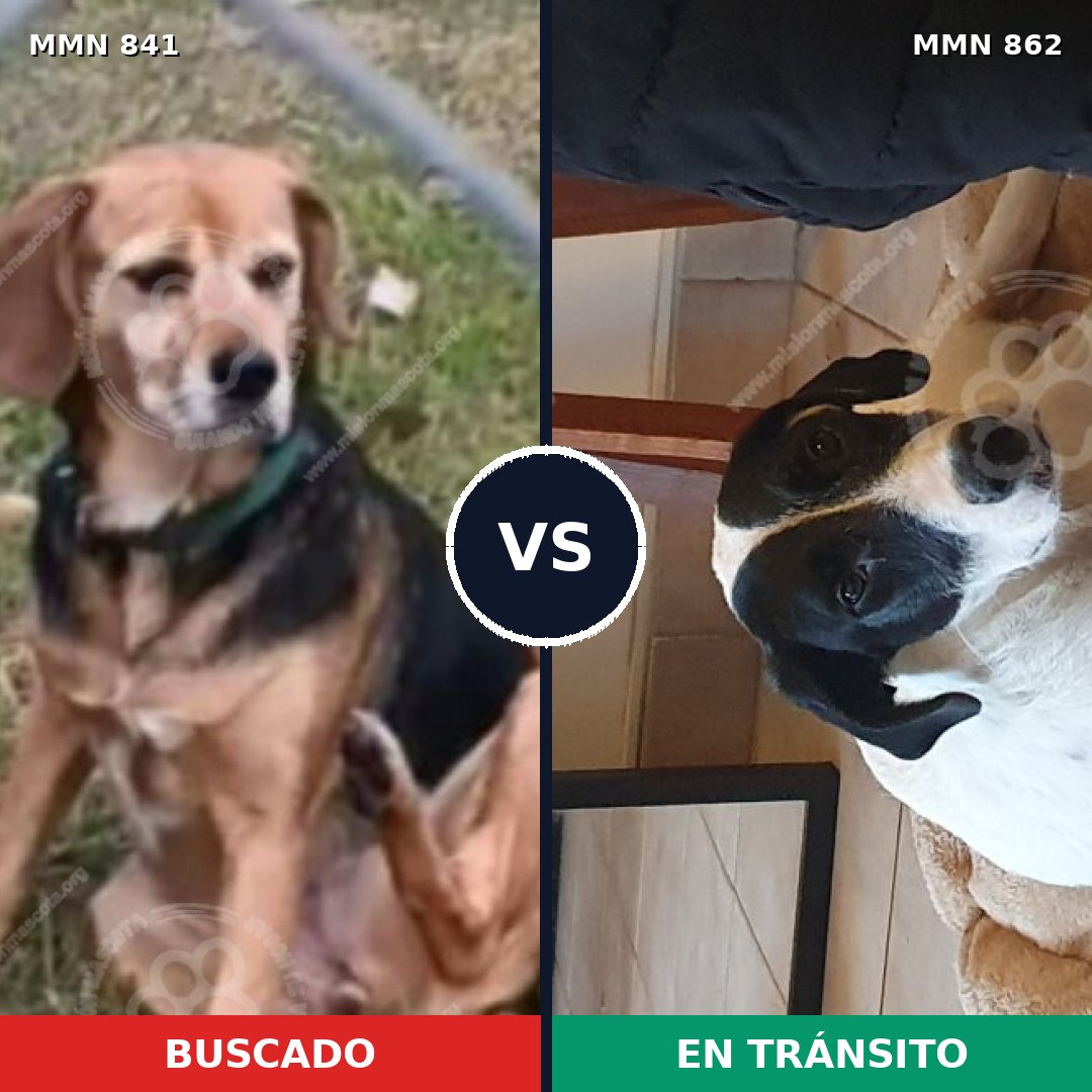 Comparativa MMS 13769: mascota perdida y mascota encontrada, 45% de similitud
