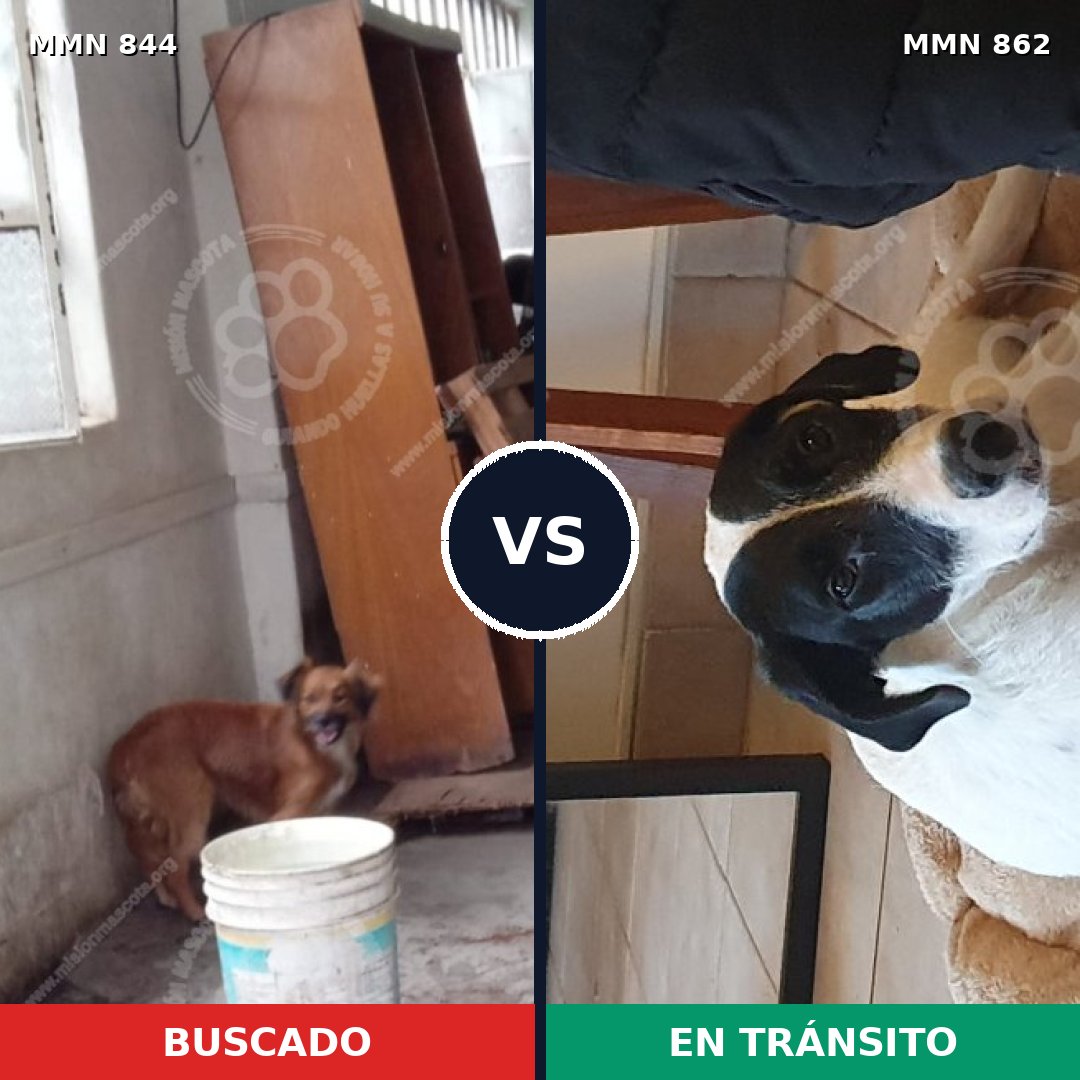 Comparativa MMS 13770: mascota perdida y mascota encontrada, 43% de similitud