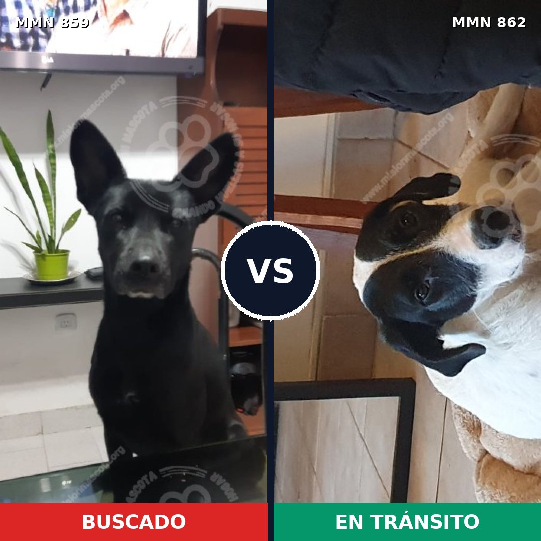 Comparativa MMS 13773: mascota perdida y mascota encontrada, 48% de similitud