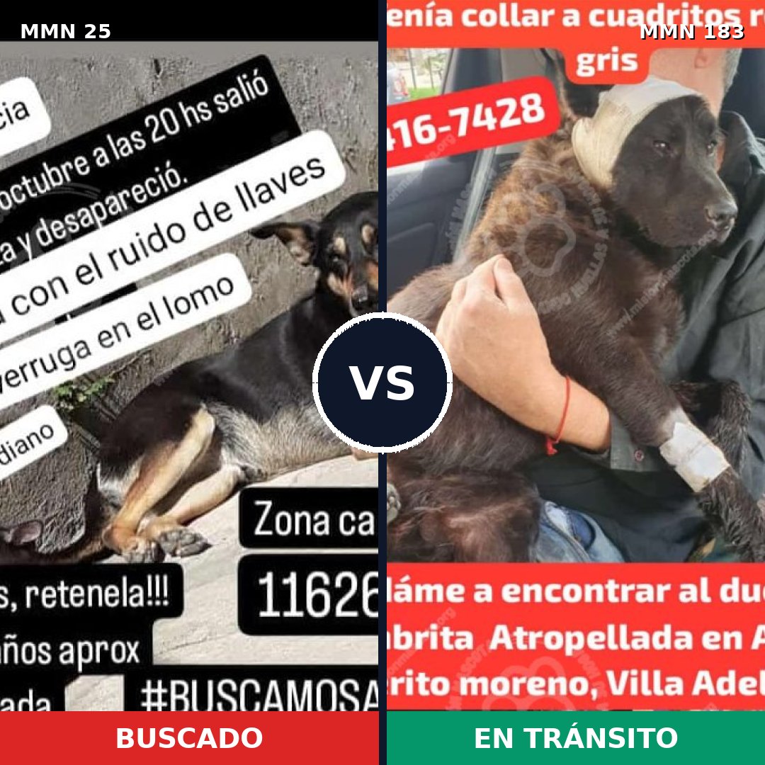 Comparativa MMS 1378: mascota perdida y mascota encontrada, 61% de similitud