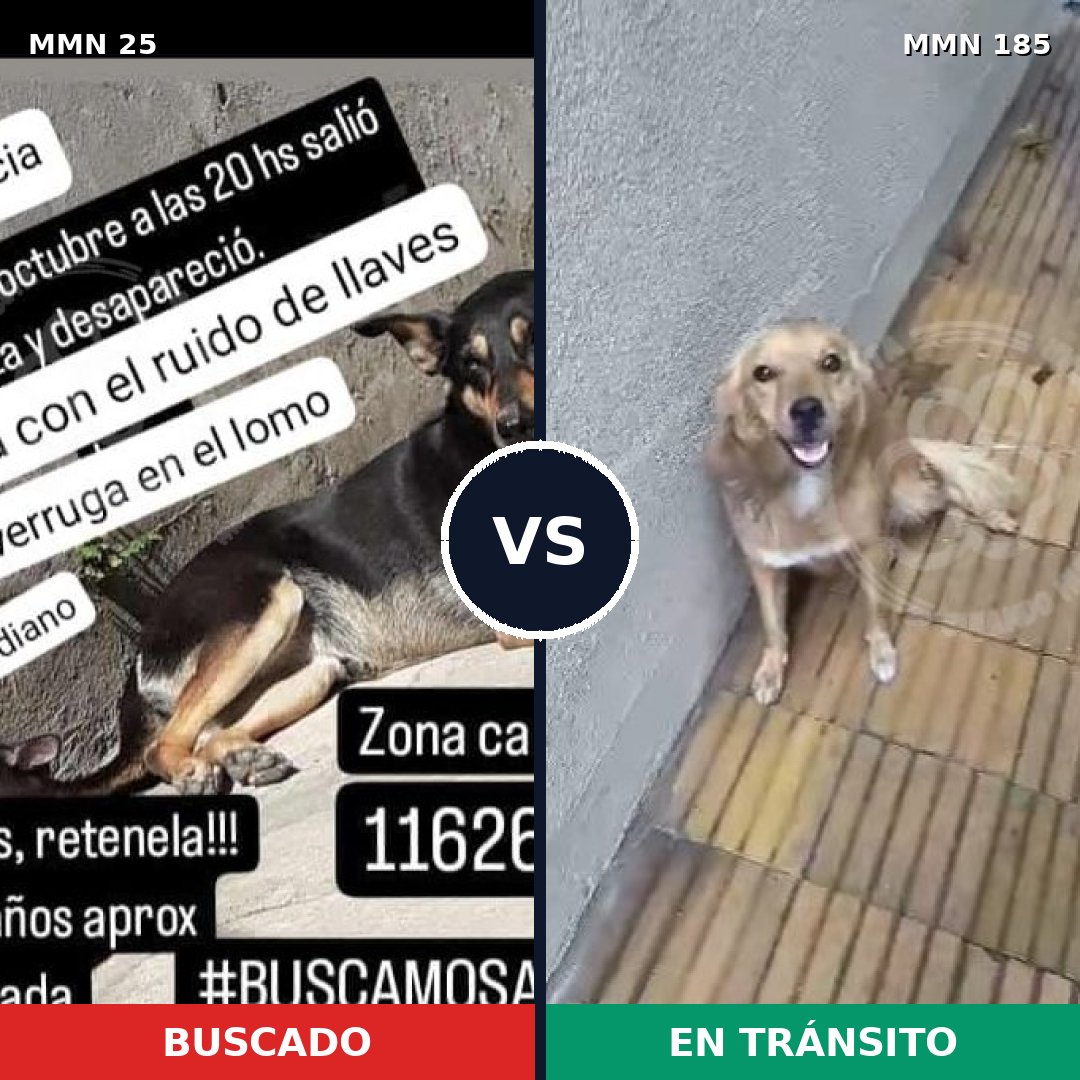 Comparativa MMS 1379: mascota perdida y mascota encontrada, 77% de similitud