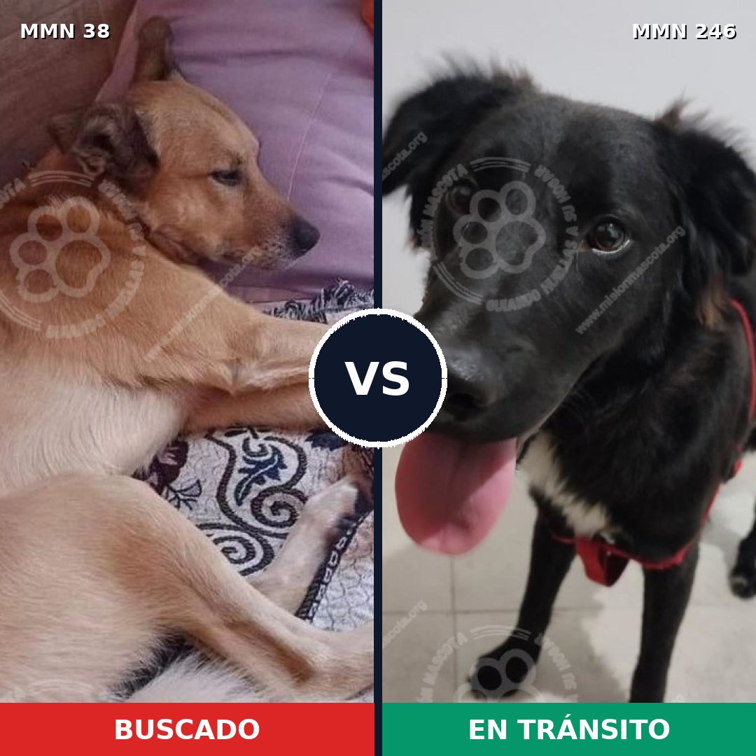 Comparativa MMS 138: mascota perdida y mascota encontrada, 67% de similitud