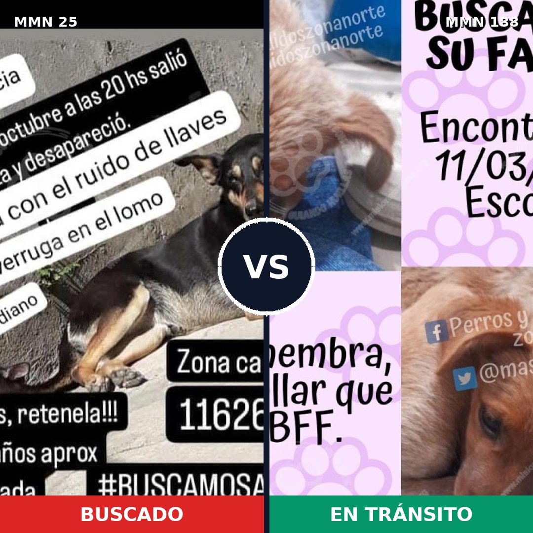 Comparativa MMS 1380: mascota perdida y mascota encontrada, 64% de similitud