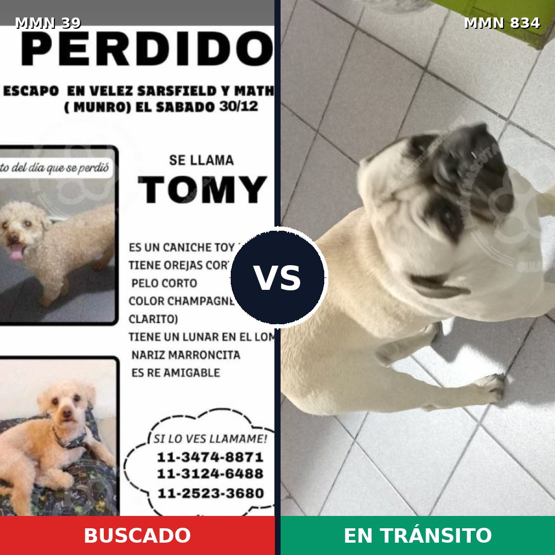 Comparativa MMS 13809: mascota perdida y mascota encontrada, 26% de similitud