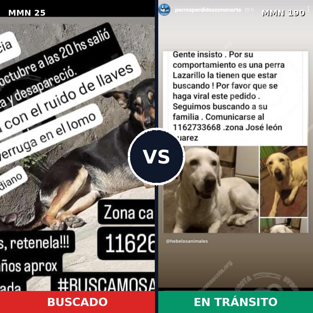 Comparativa MMS 1381: mascota perdida y mascota encontrada, 33% de similitud