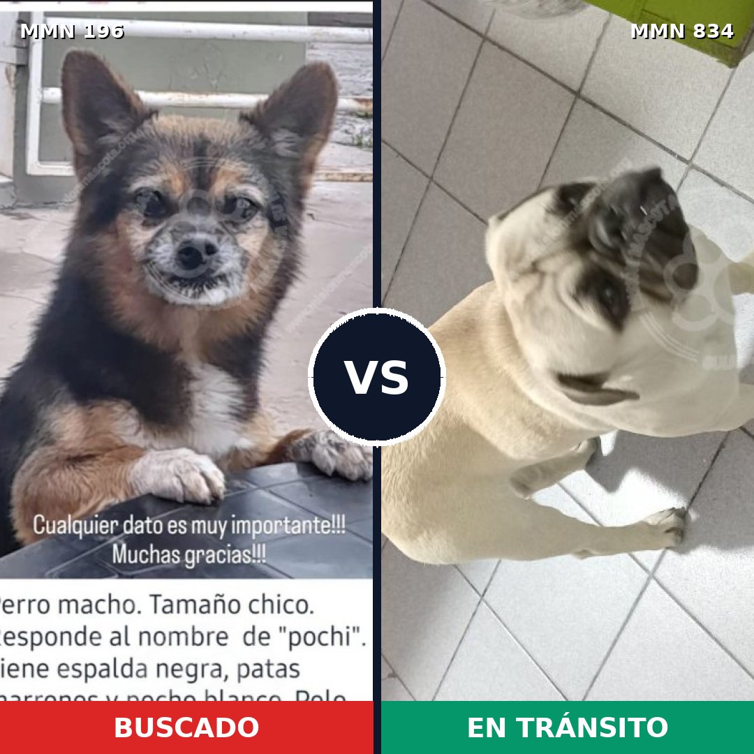 Comparativa MMS 13811: mascota perdida y mascota encontrada, 60% de similitud