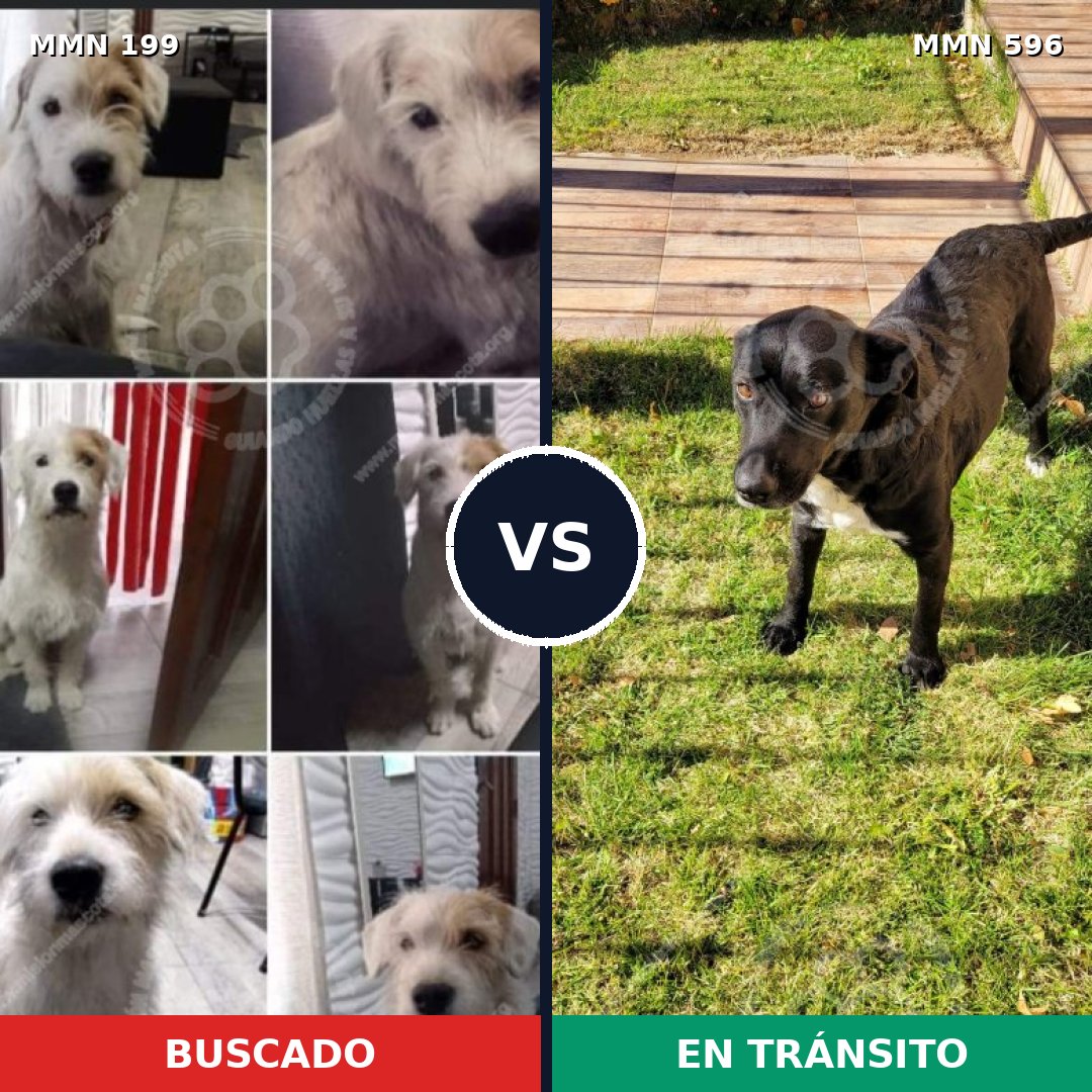 Comparativa MMS 13813: mascota perdida y mascota encontrada, 52% de similitud