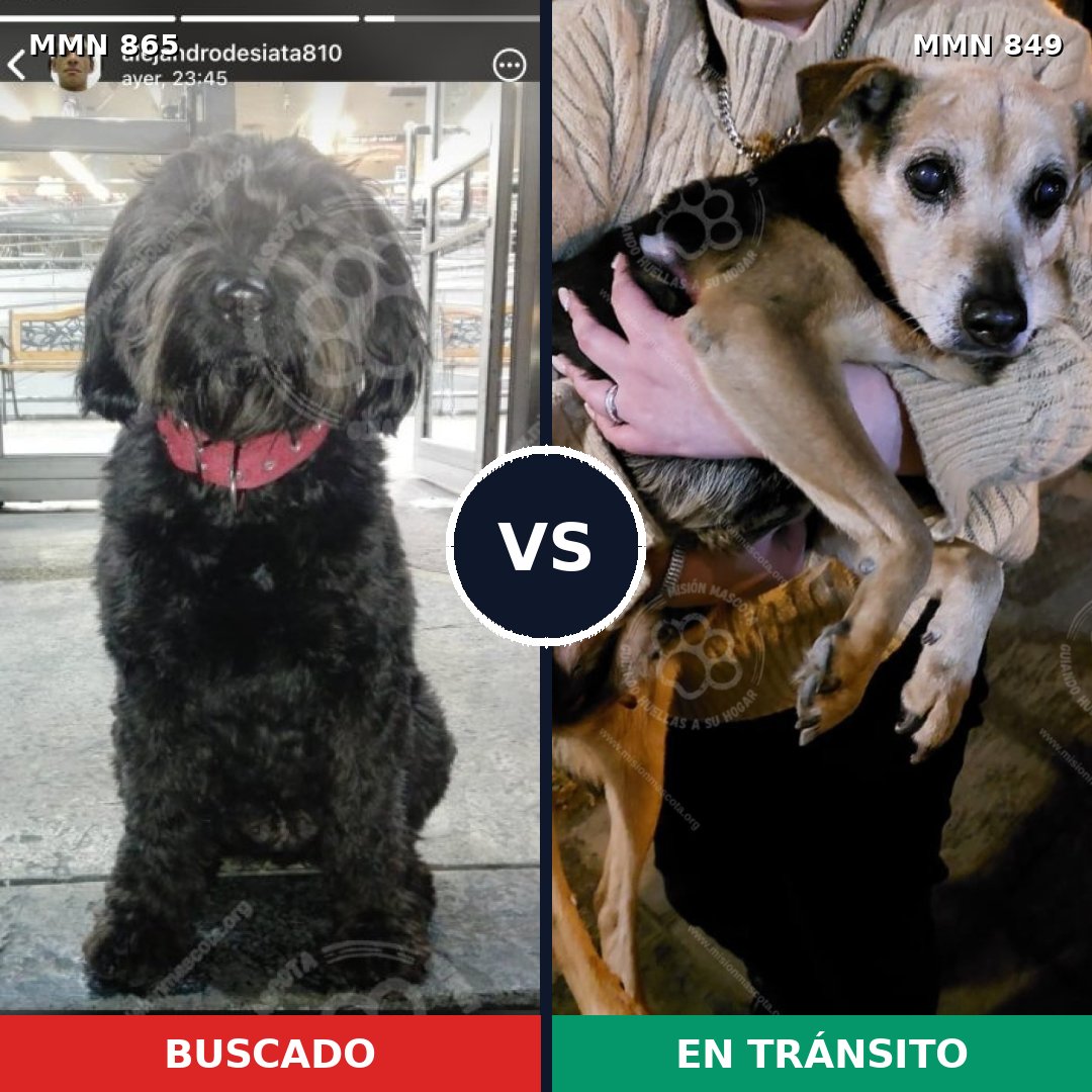 Comparativa MMS 13814: mascota perdida y mascota encontrada, 72% de similitud