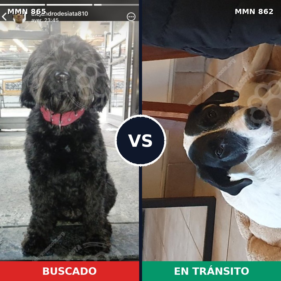 Comparativa MMS 13815: mascota perdida y mascota encontrada, 57% de similitud