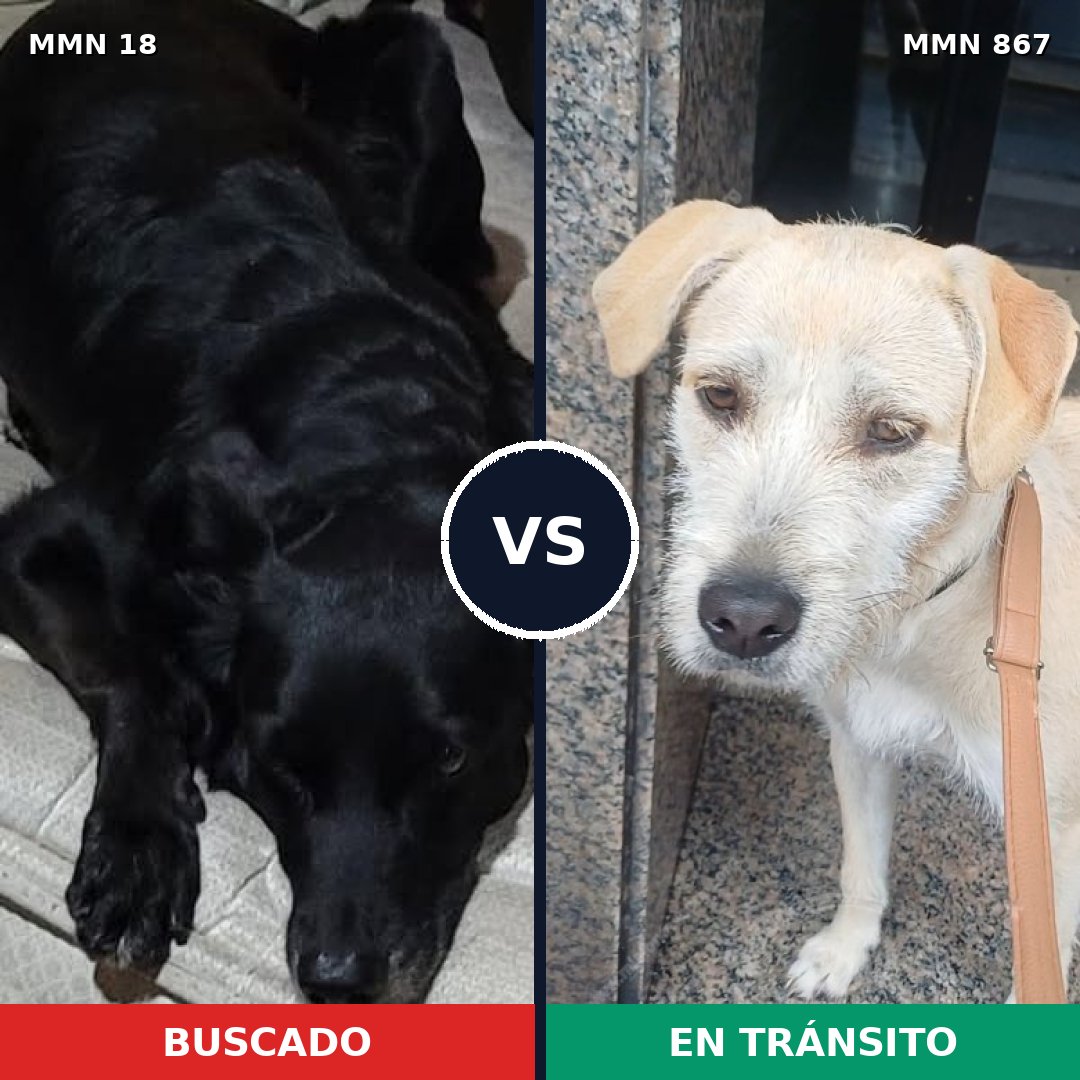 Comparativa MMS 13816: mascota perdida y mascota encontrada, 36% de similitud