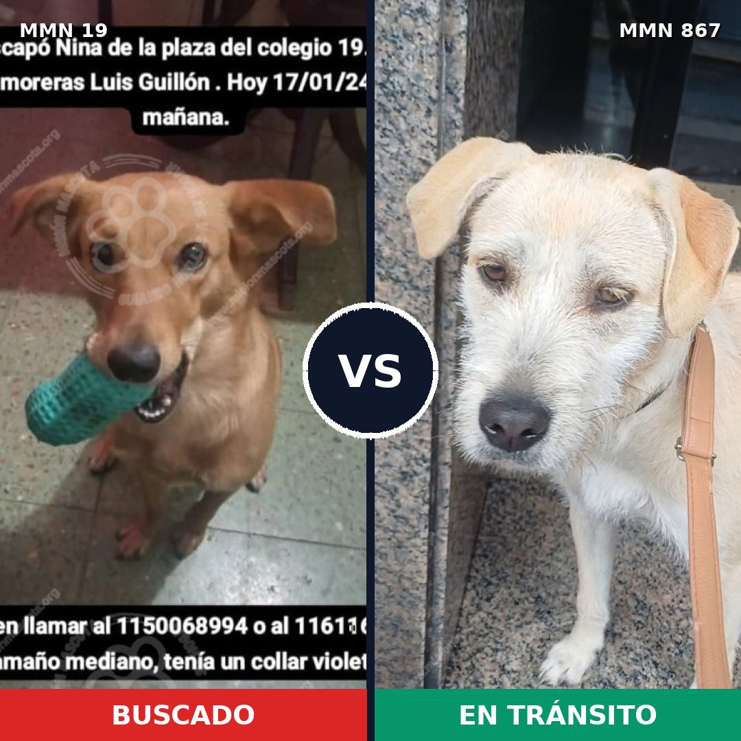 Comparativa MMS 13817: mascota perdida y mascota encontrada, 40% de similitud