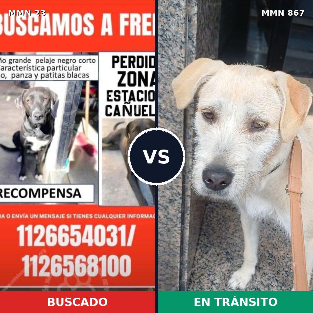 Comparativa MMS 13818: mascota perdida y mascota encontrada, 36% de similitud