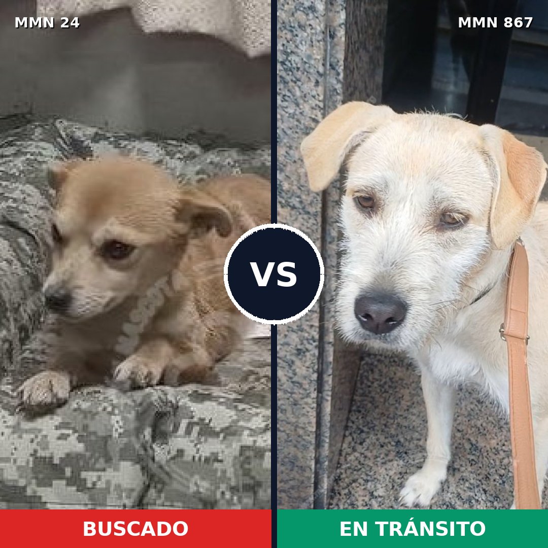 Comparativa MMS 13819: mascota perdida y mascota encontrada, 37% de similitud