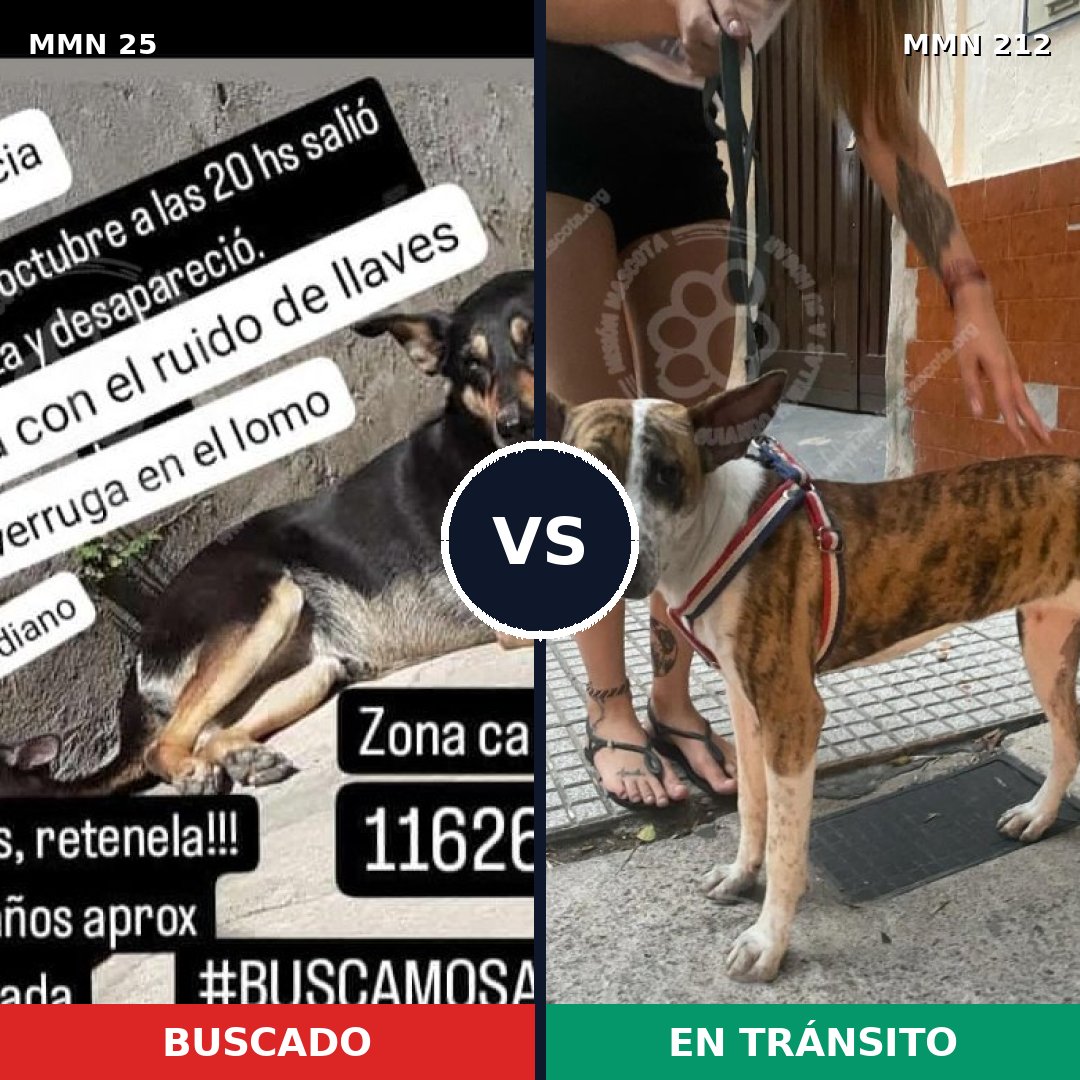 Comparativa MMS 1382: mascota perdida y mascota encontrada, 79% de similitud