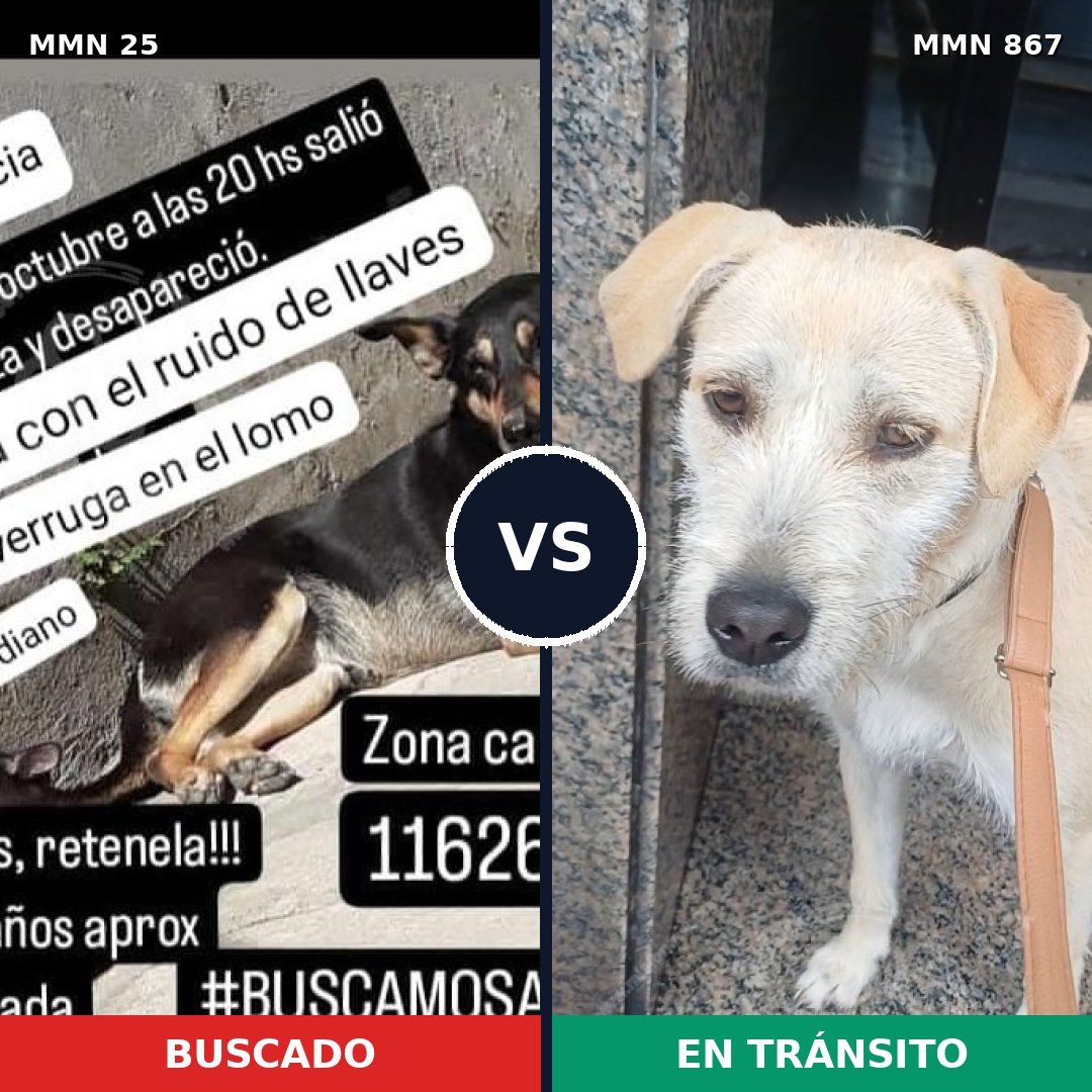 Comparativa MMS 13820: mascota perdida y mascota encontrada, 40% de similitud