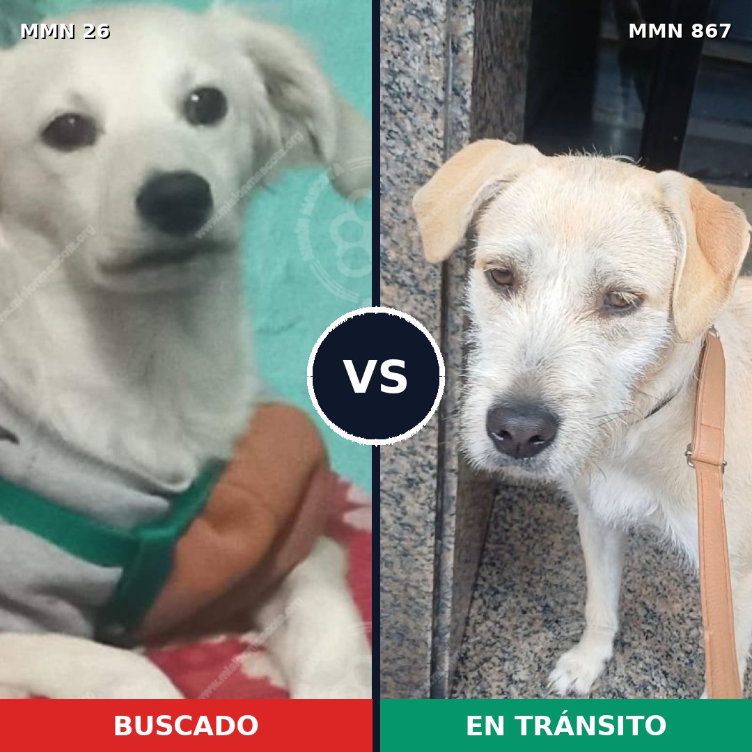Comparativa MMS 13821: mascota perdida y mascota encontrada, 28% de similitud