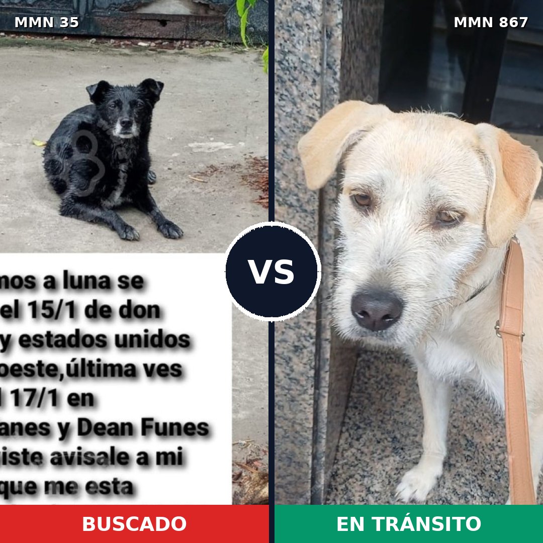Comparativa MMS 13822: mascota perdida y mascota encontrada, 31% de similitud