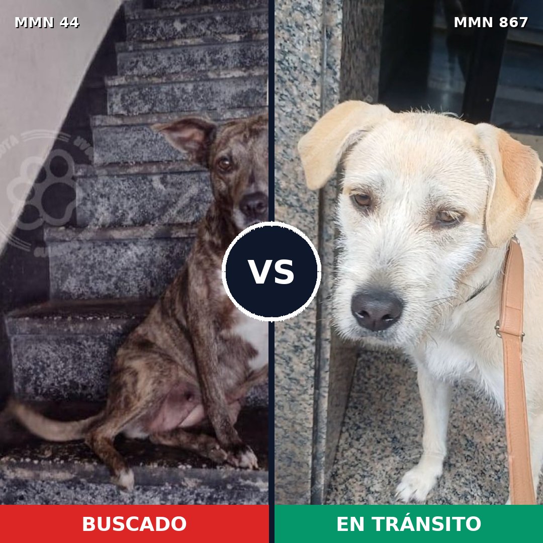 Comparativa MMS 13823: mascota perdida y mascota encontrada, 27% de similitud