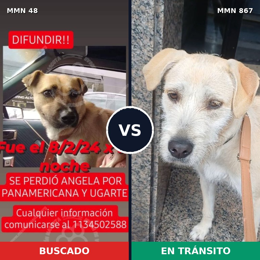 Comparativa MMS 13824: mascota perdida y mascota encontrada, 38% de similitud