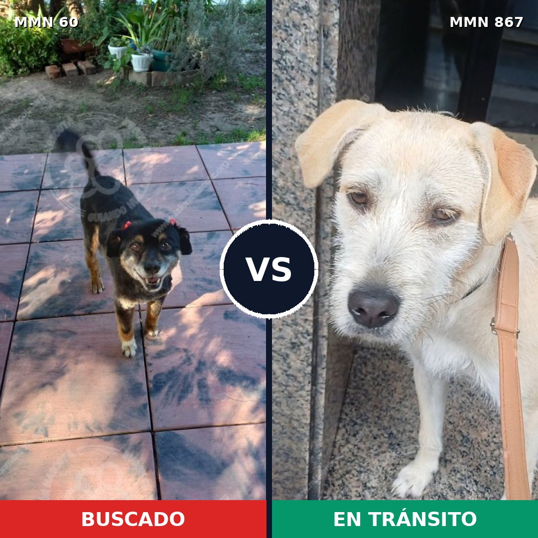 Comparativa MMS 13826: mascota perdida y mascota encontrada, 51% de similitud
