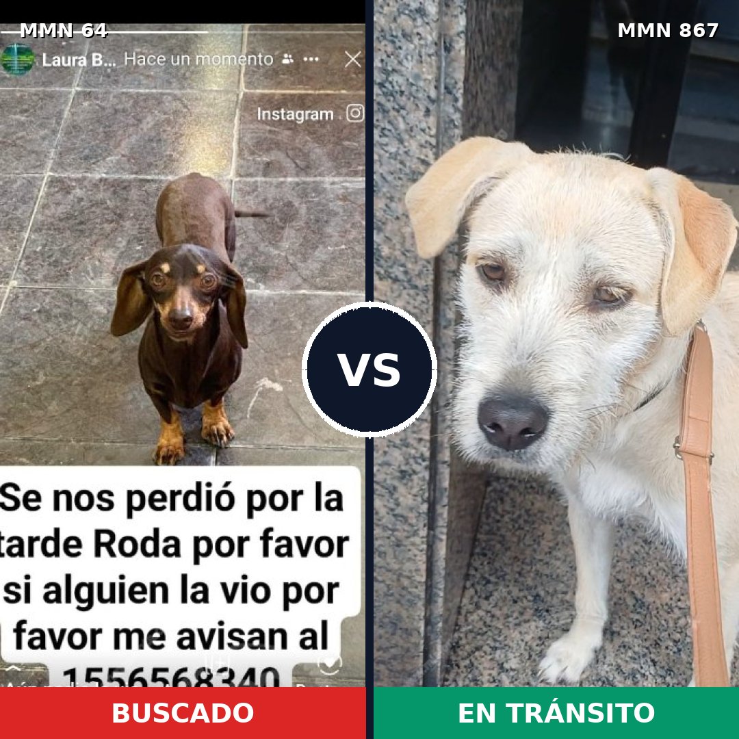 Comparativa MMS 13827: mascota perdida y mascota encontrada, 32% de similitud