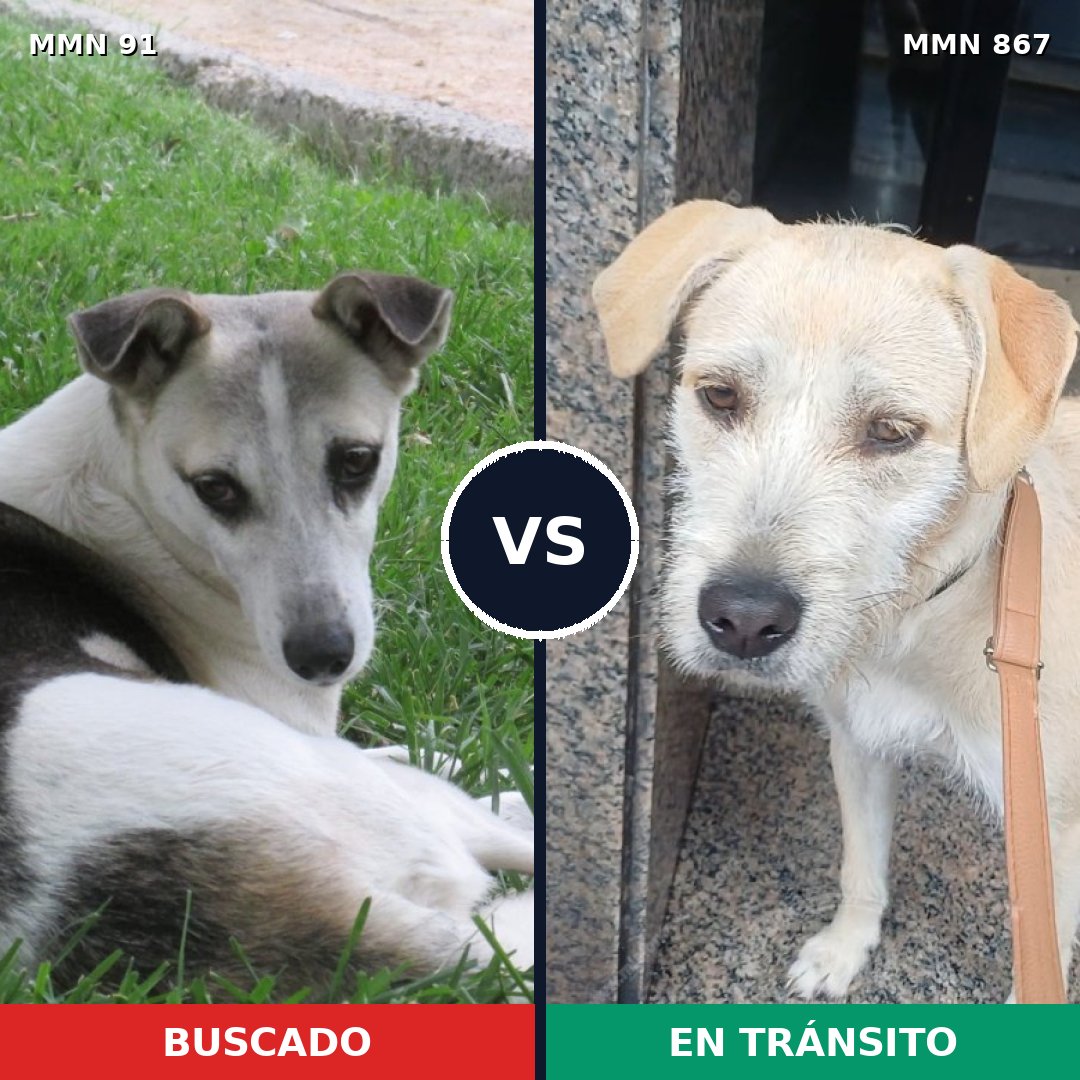 Comparativa MMS 13830: mascota perdida y mascota encontrada, 53% de similitud