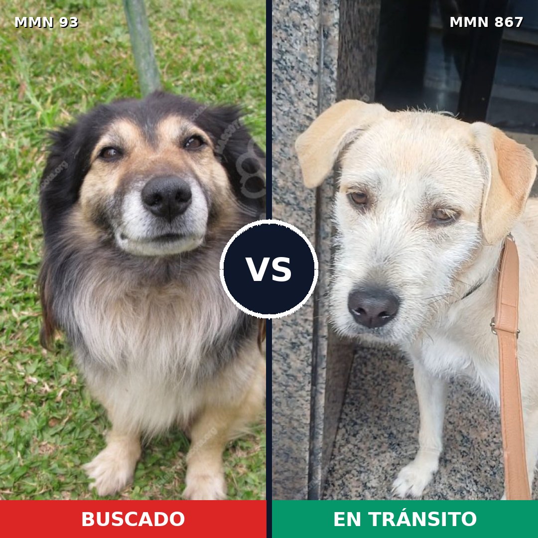 Comparativa MMS 13831: mascota perdida y mascota encontrada, 46% de similitud