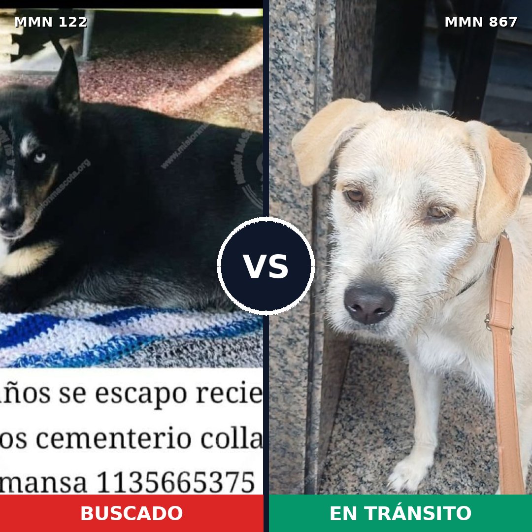 Comparativa MMS 13832: mascota perdida y mascota encontrada, 56% de similitud