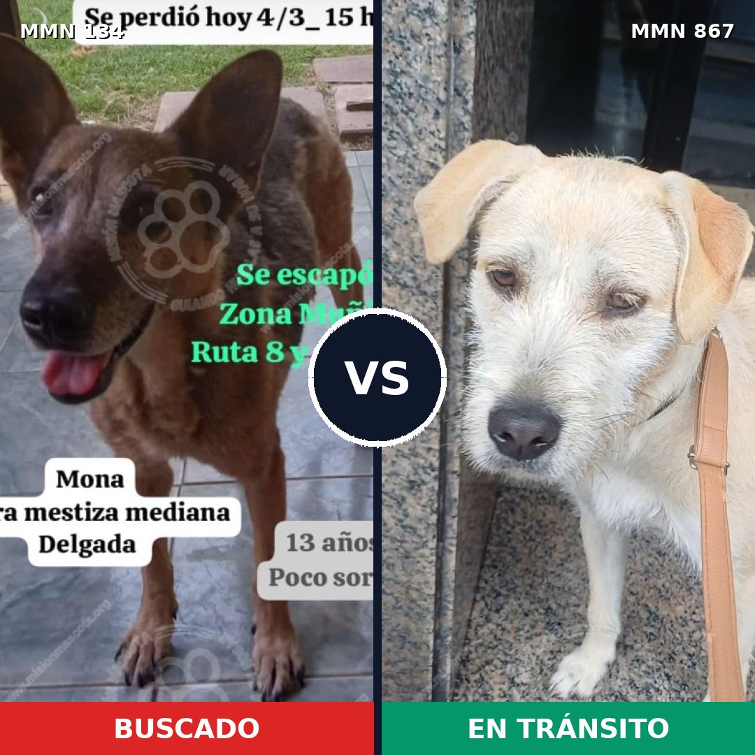 Comparativa MMS 13834: mascota perdida y mascota encontrada, 45% de similitud