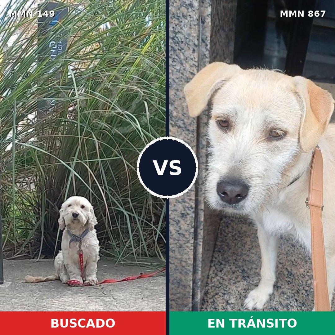 Comparativa MMS 13836: mascota perdida y mascota encontrada, 51% de similitud