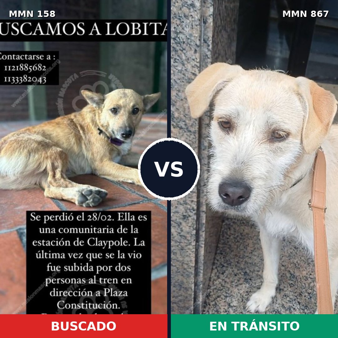 Comparativa MMS 13837: mascota perdida y mascota encontrada, 64% de similitud