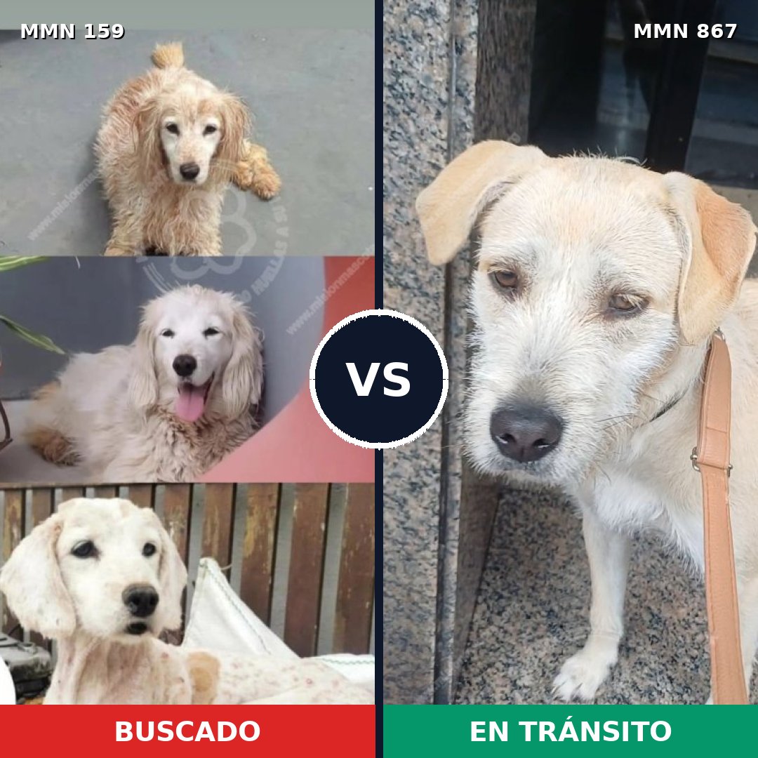Comparativa MMS 13838: mascota perdida y mascota encontrada, 67% de similitud