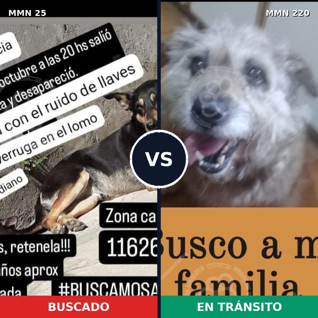 Comparativa MMS 1384: mascota perdida y mascota encontrada, 78% de similitud