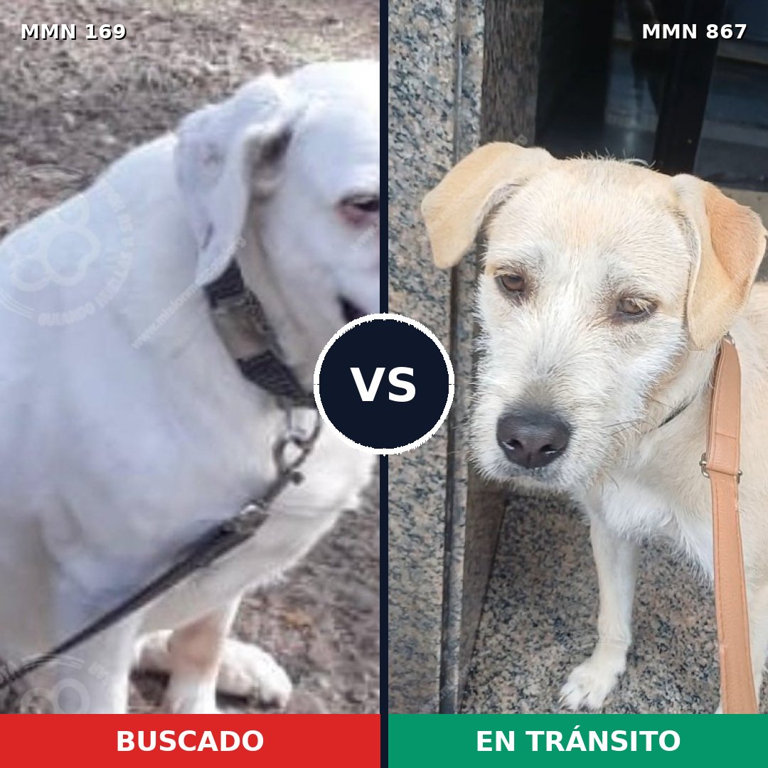 Comparativa MMS 13840: mascota perdida y mascota encontrada, 16% de similitud
