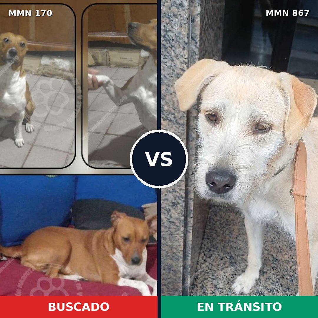 Comparativa MMS 13841: mascota perdida y mascota encontrada, 48% de similitud