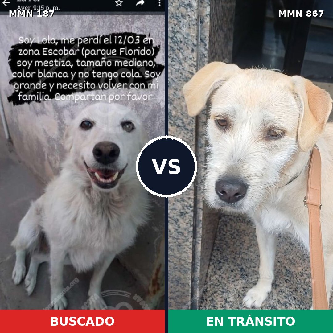 Comparativa MMS 13842: mascota perdida y mascota encontrada, 20% de similitud