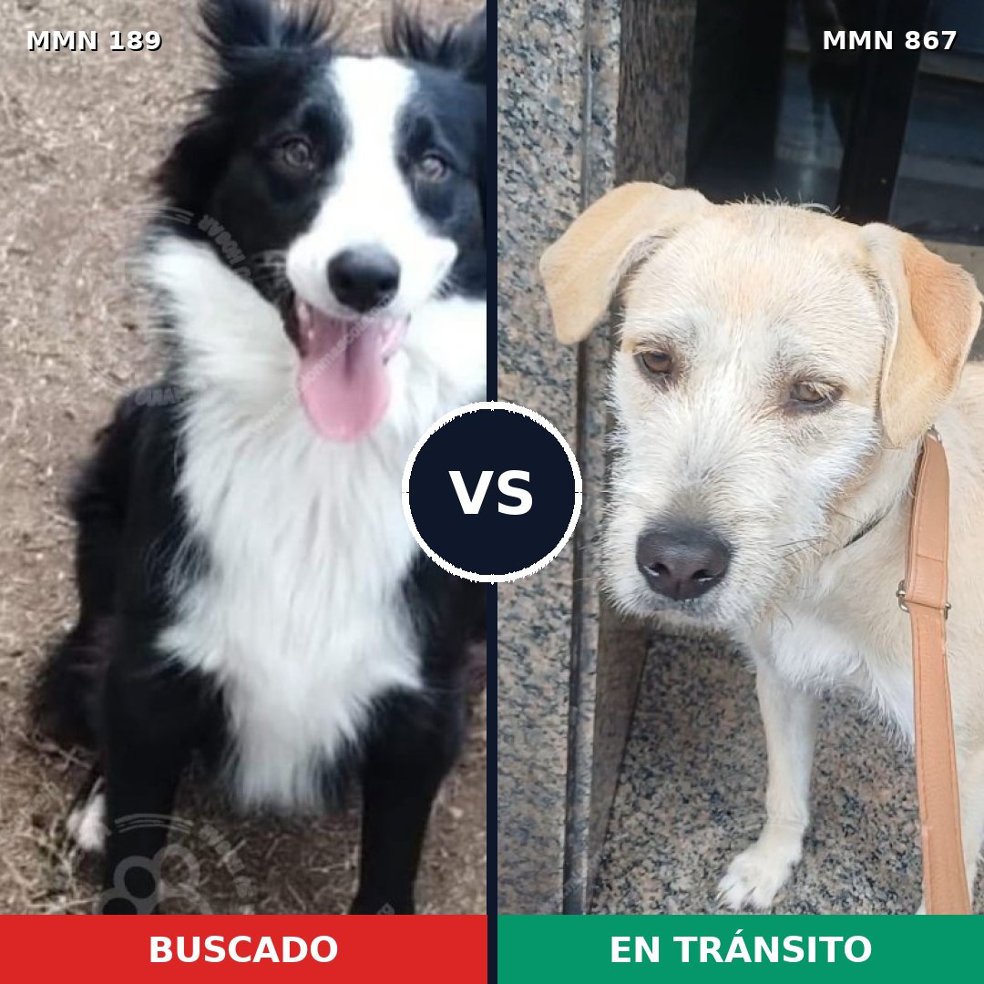 Comparativa MMS 13843: mascota perdida y mascota encontrada, 51% de similitud