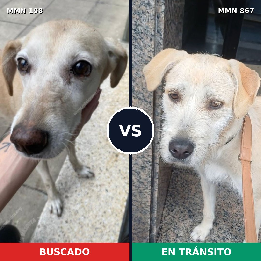 Comparativa MMS 13844: mascota perdida y mascota encontrada, 62% de similitud