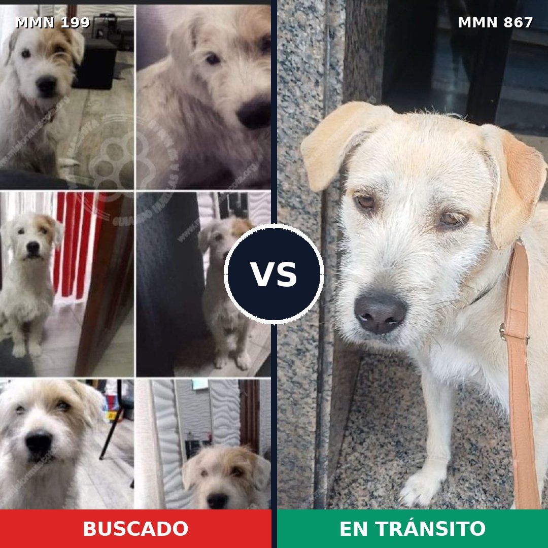 Comparativa MMS 13845: mascota perdida y mascota encontrada, 65% de similitud