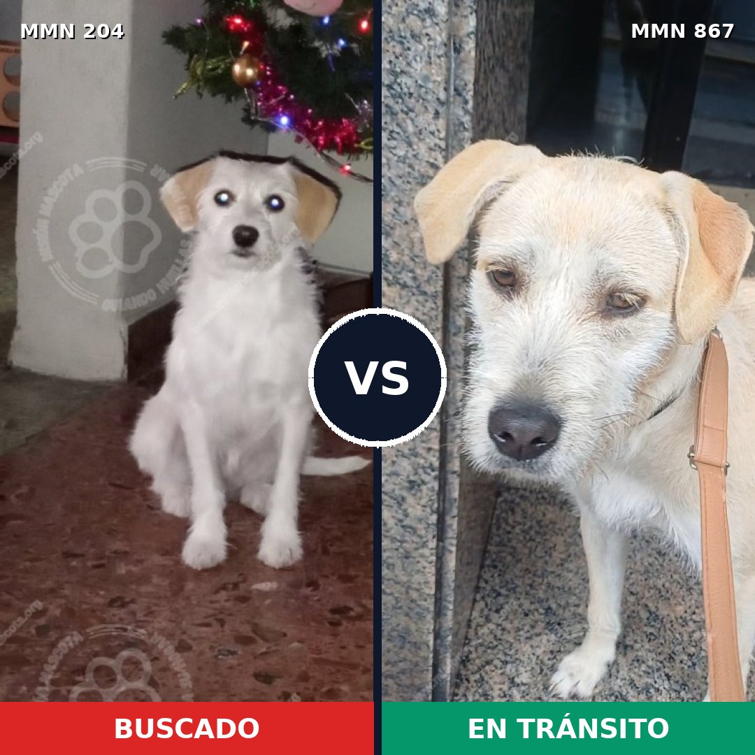 Comparativa MMS 13846: mascota perdida y mascota encontrada, 51% de similitud