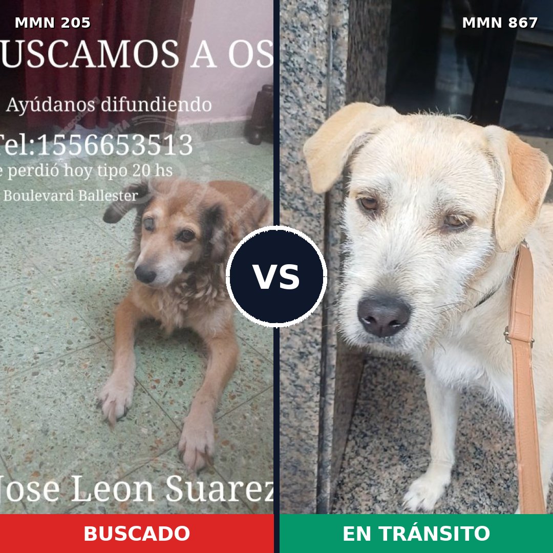 Comparativa MMS 13847: mascota perdida y mascota encontrada, 56% de similitud