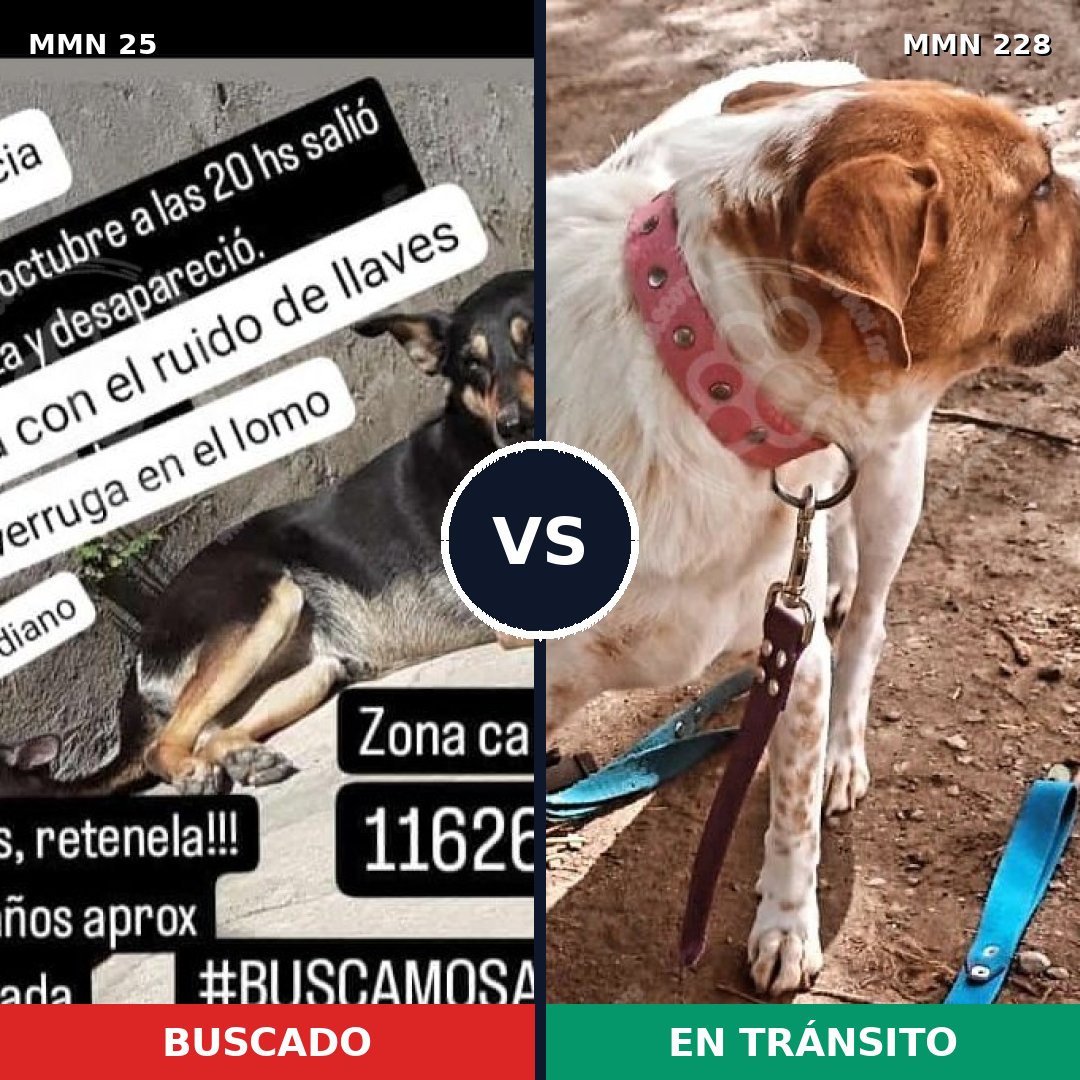 Comparativa MMS 1385: mascota perdida y mascota encontrada, 68% de similitud