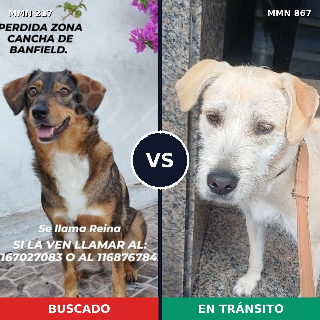 Comparativa MMS 13850: mascota perdida y mascota encontrada, 47% de similitud