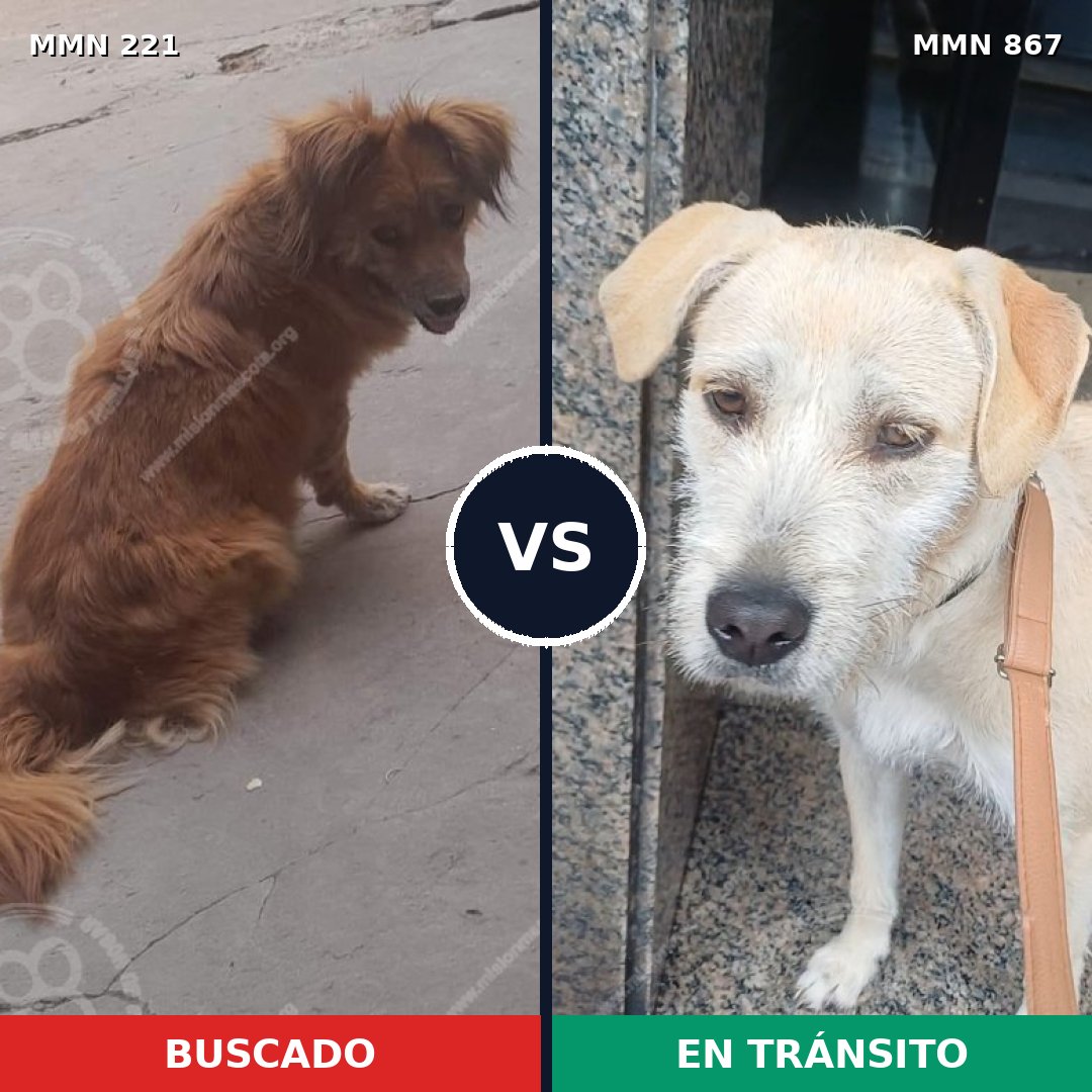 Comparativa MMS 13851: mascota perdida y mascota encontrada, 61% de similitud