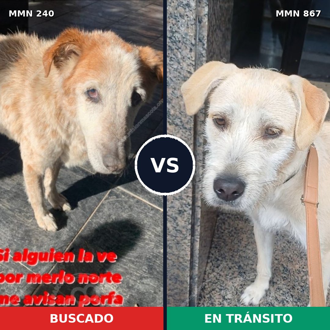 Comparativa MMS 13853: mascota perdida y mascota encontrada, 60% de similitud